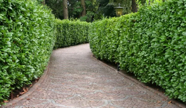 2 - Cutting back perennials
