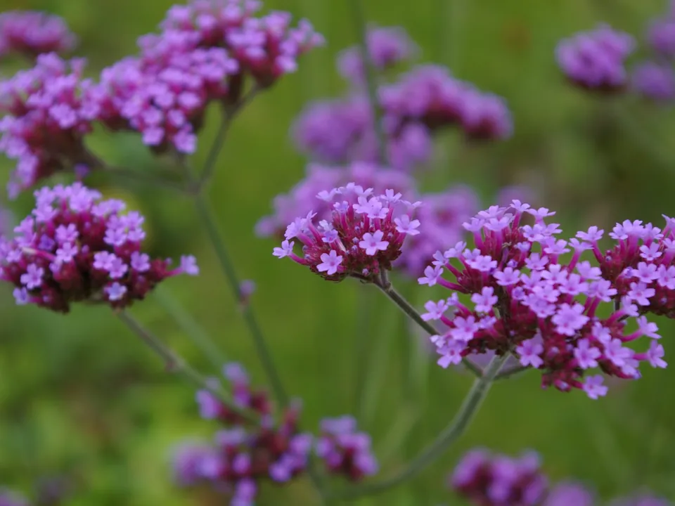 Planting & Planting Plans by George-Stone Gardens