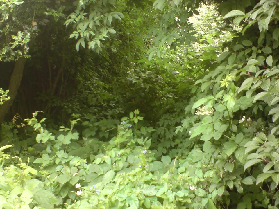 Overgrown & Jungle Clearance
