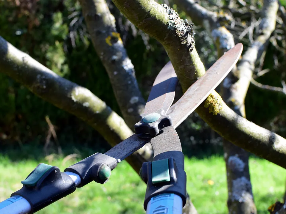 Nesting Birds, Protected Trees & Invasive Weeds
