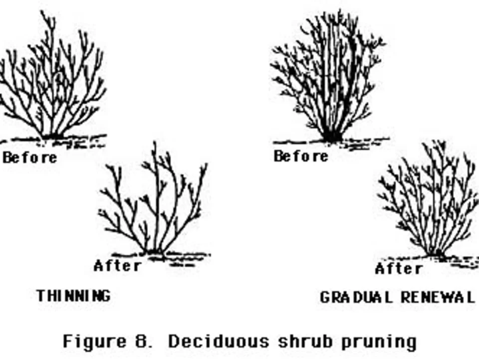 Seasonal Pruning & Tree Work