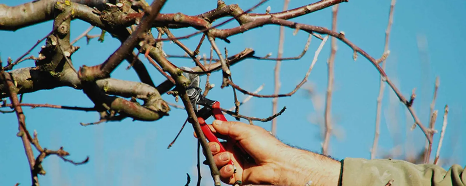 Tree Pruning