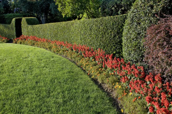 Hedge Cutting – Maintaining Your Cedar Hedge Throughout the Year