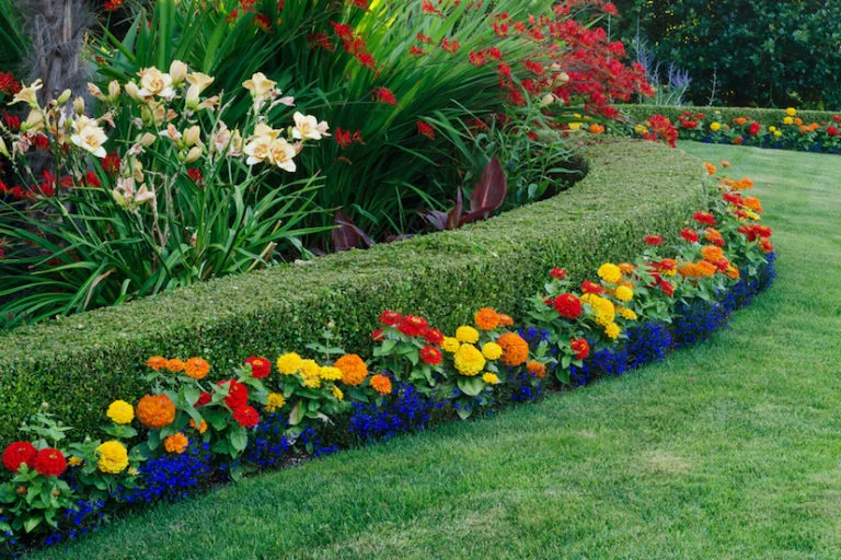 Dwarf Boxwood Shrubs – What to Know About Them