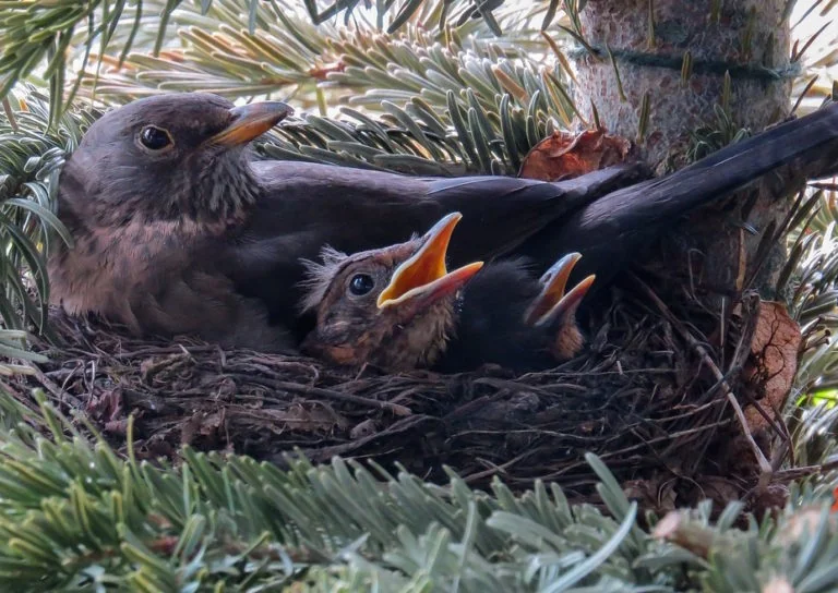 Birds Nesting in Hedges – Here's Everything You Need to Know