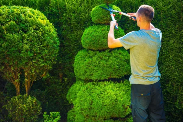 Caring for Hedges – Everything You Need to Know