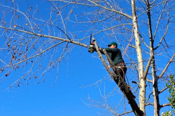 3. Healthier Trees