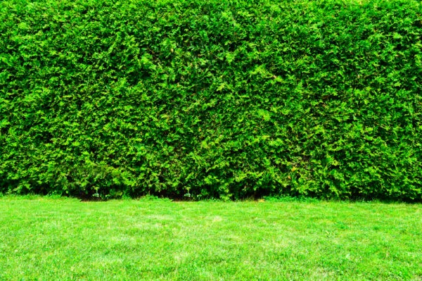 Winter: Protect your cedar hedges.