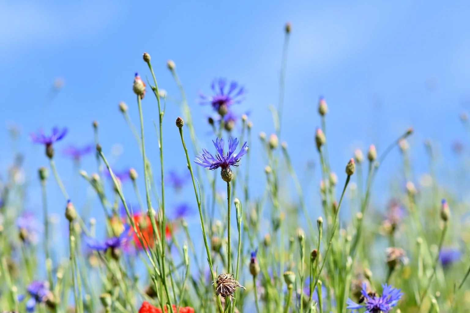 Singing the Blues for Bees
