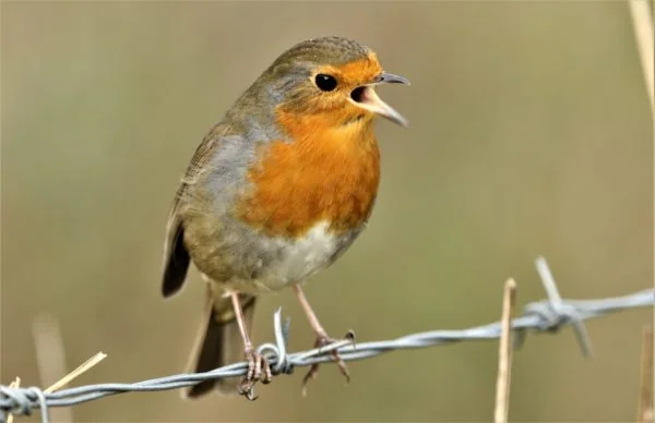 What to do with birds nesting in your hedges