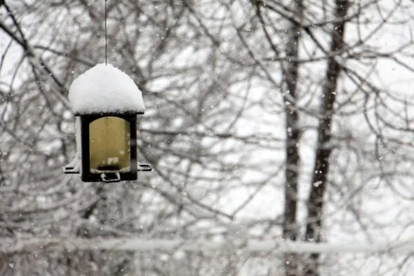Winter Gardening: How to Help Your Garden Survive the Winter