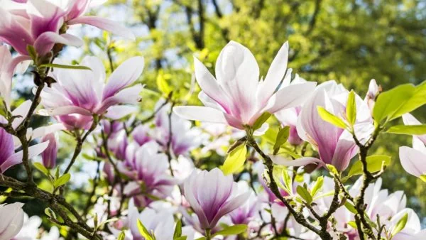 Stunning Plants That Will Create a Summer Garden Paradise