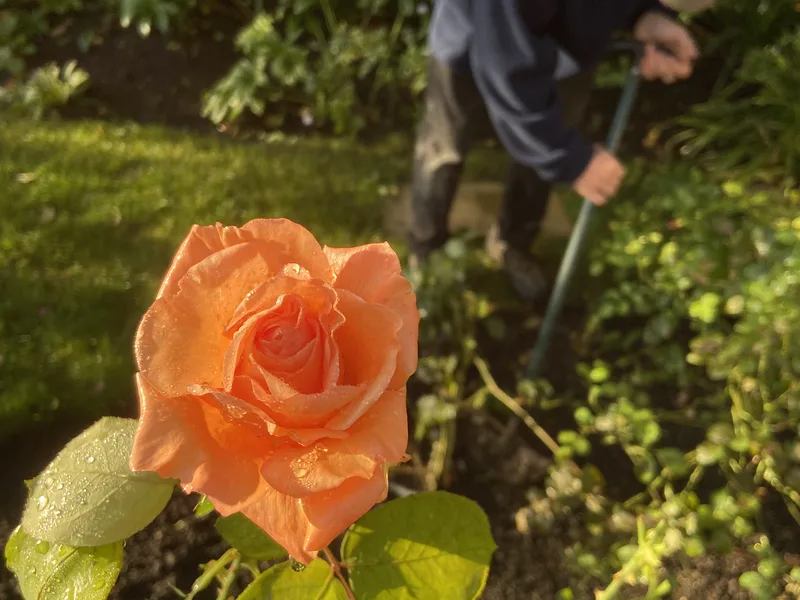 George-Stone Gardens team member
