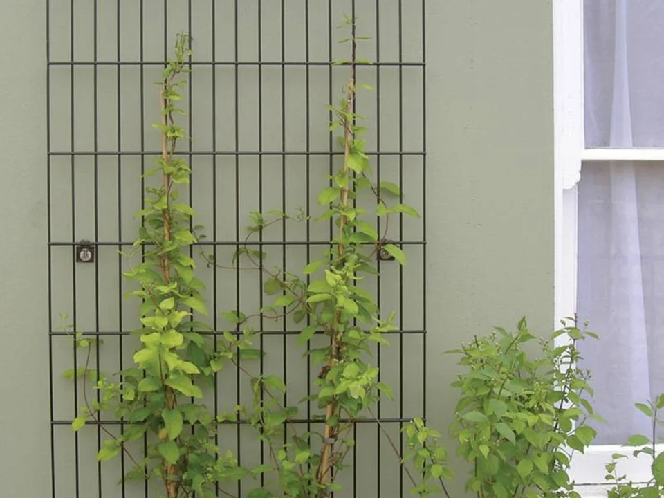 Trellis & Screening