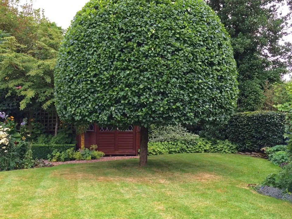 Hedge Trimming