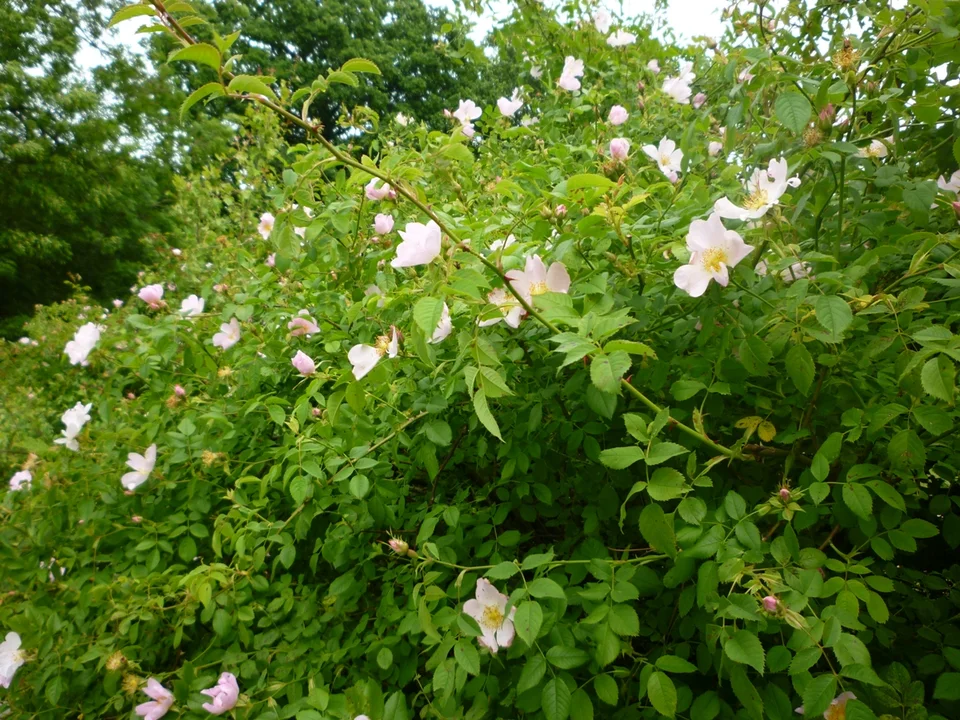 Hedge Trimming by George-Stone Gardens