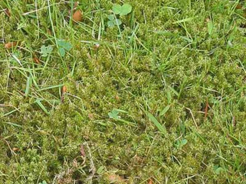 Lawn Care