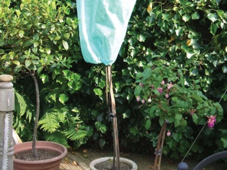Bulb Planting & Plant Protection