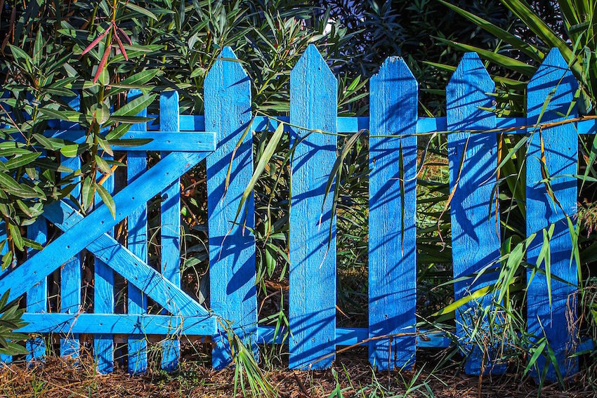 a garden jungle behind blue fence