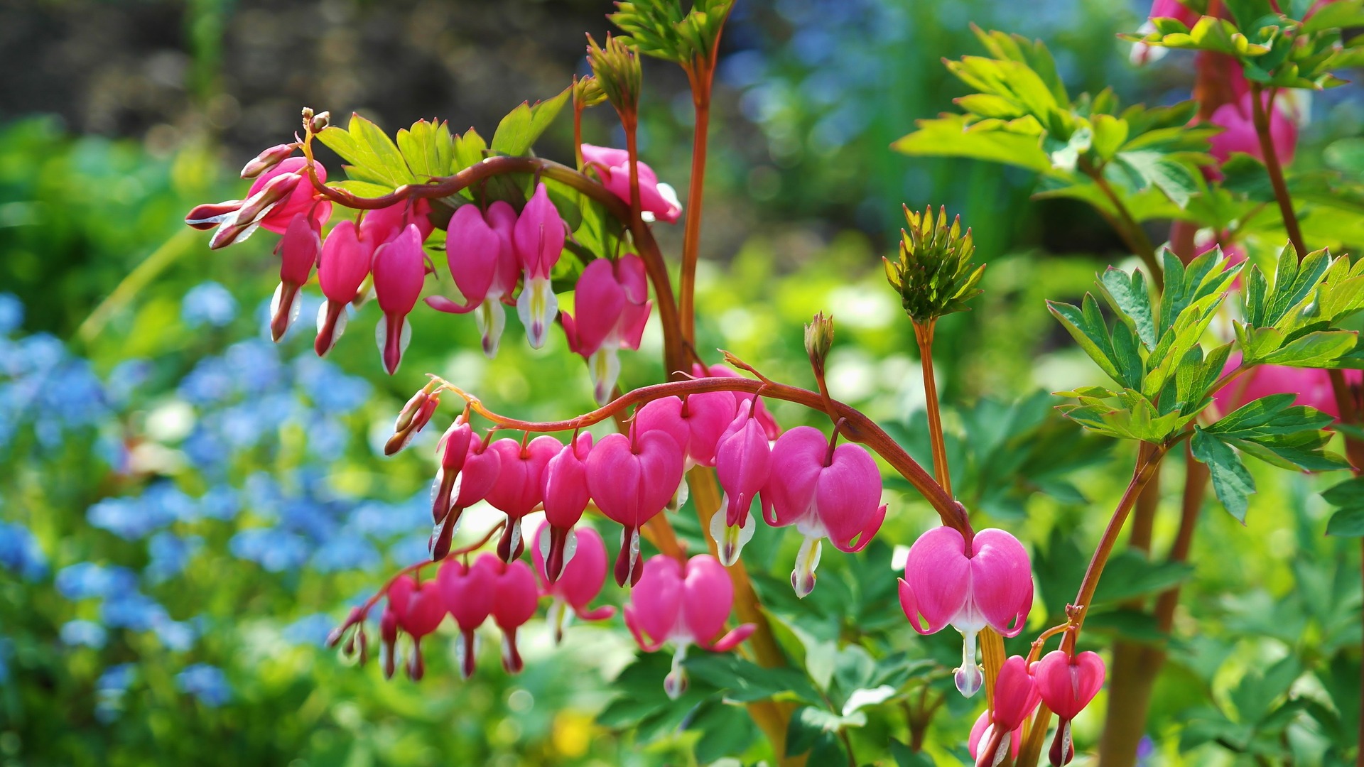 bleeding heart 748549 1920 bleeding heart 748549 1920