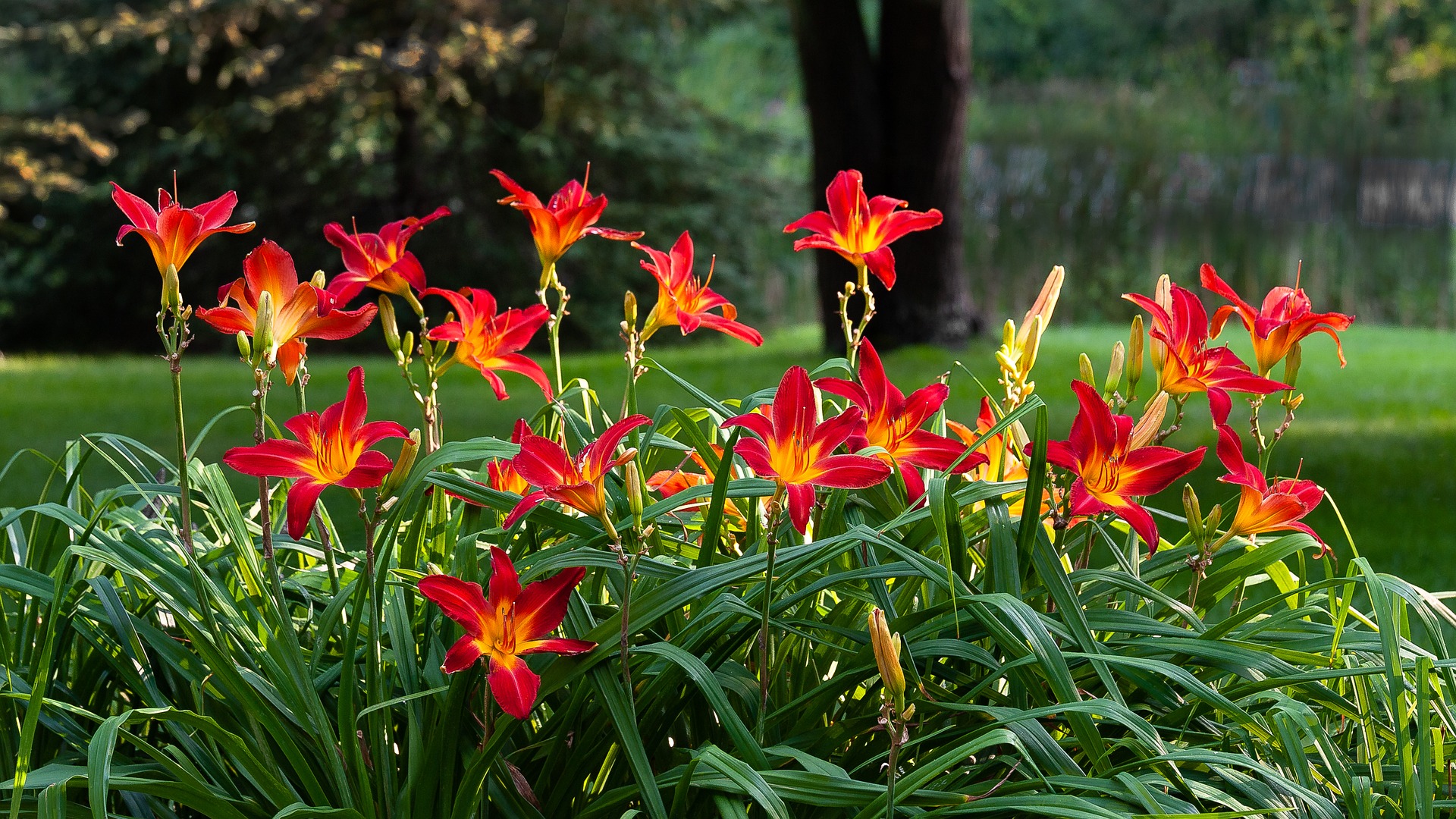 daylilies hemerocallis daylilies hemerocallis