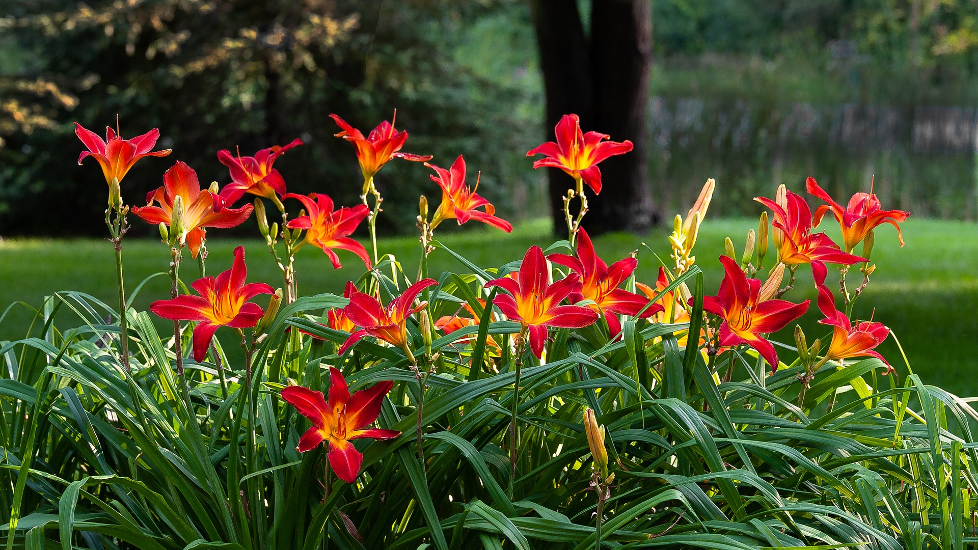 daylilies hemerocallis