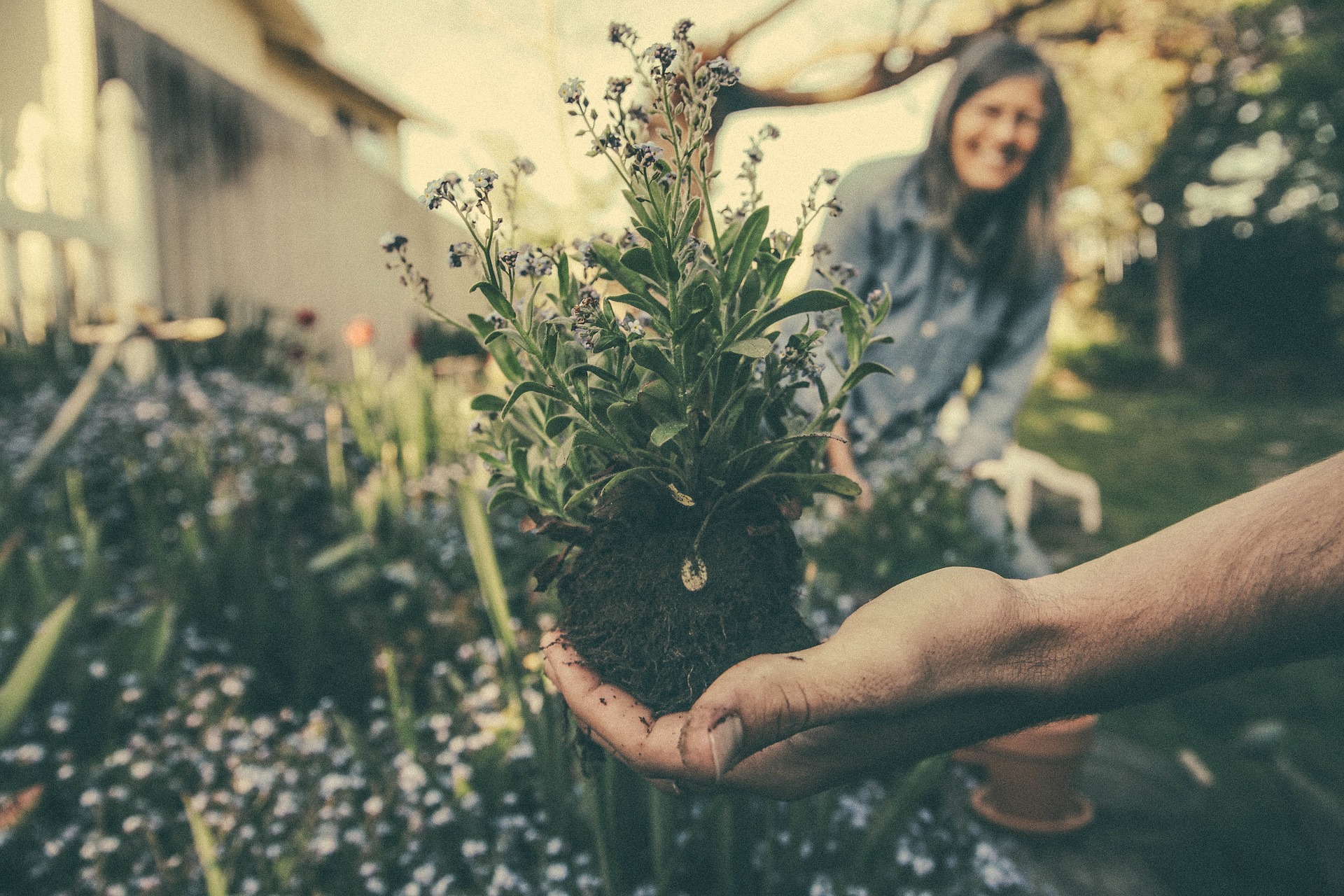 landscape design moving a plant