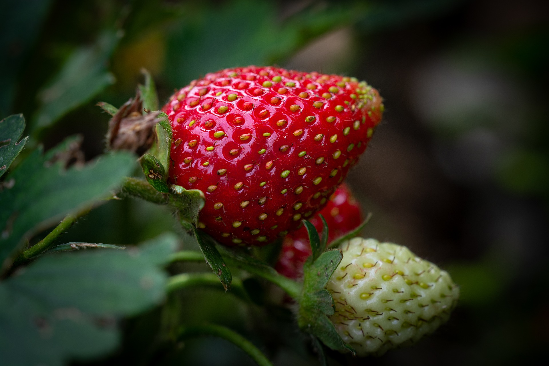 strawberry 3503267 1920 strawberry 3503267 1920