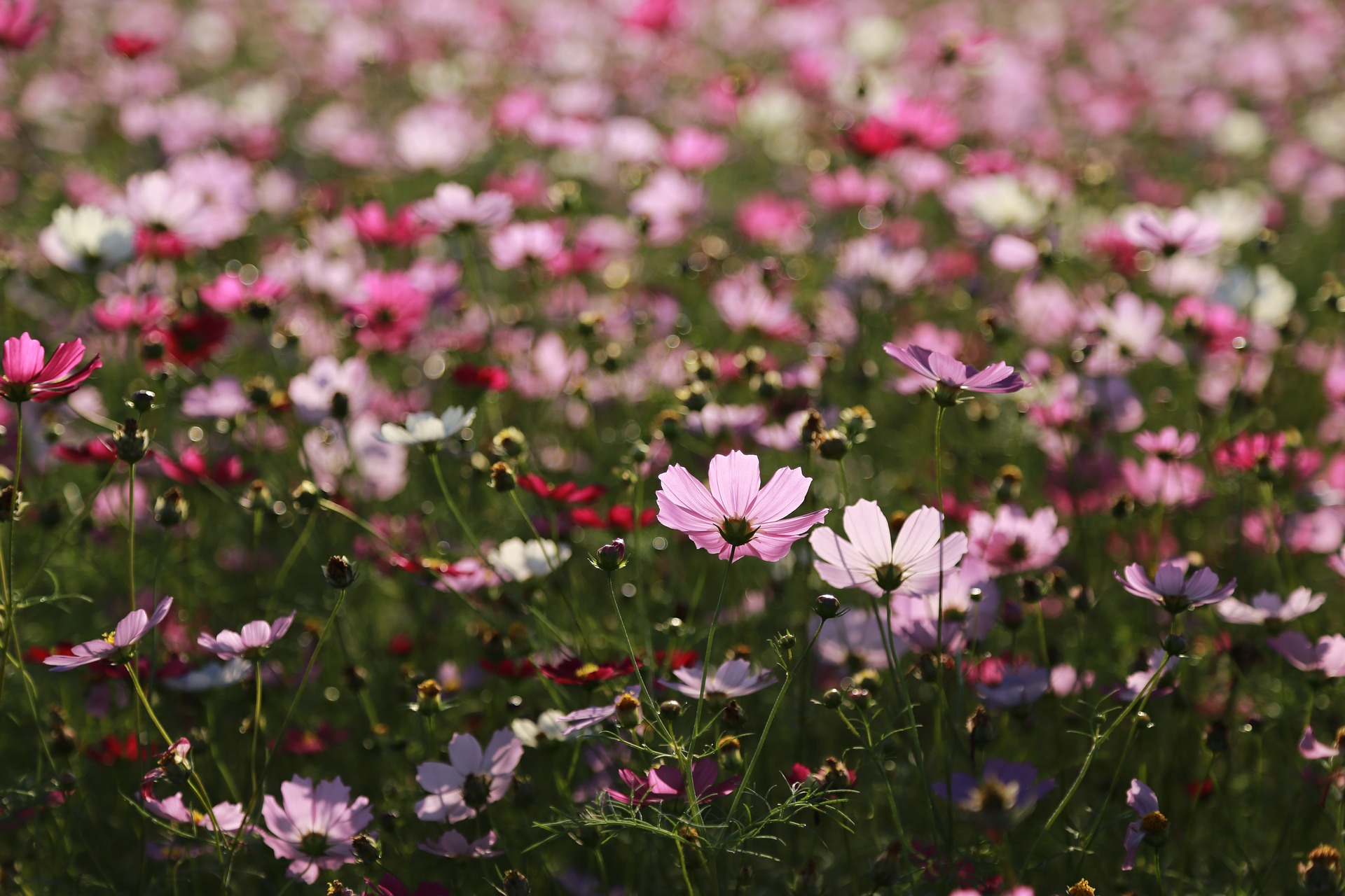 summer flowers cosmos