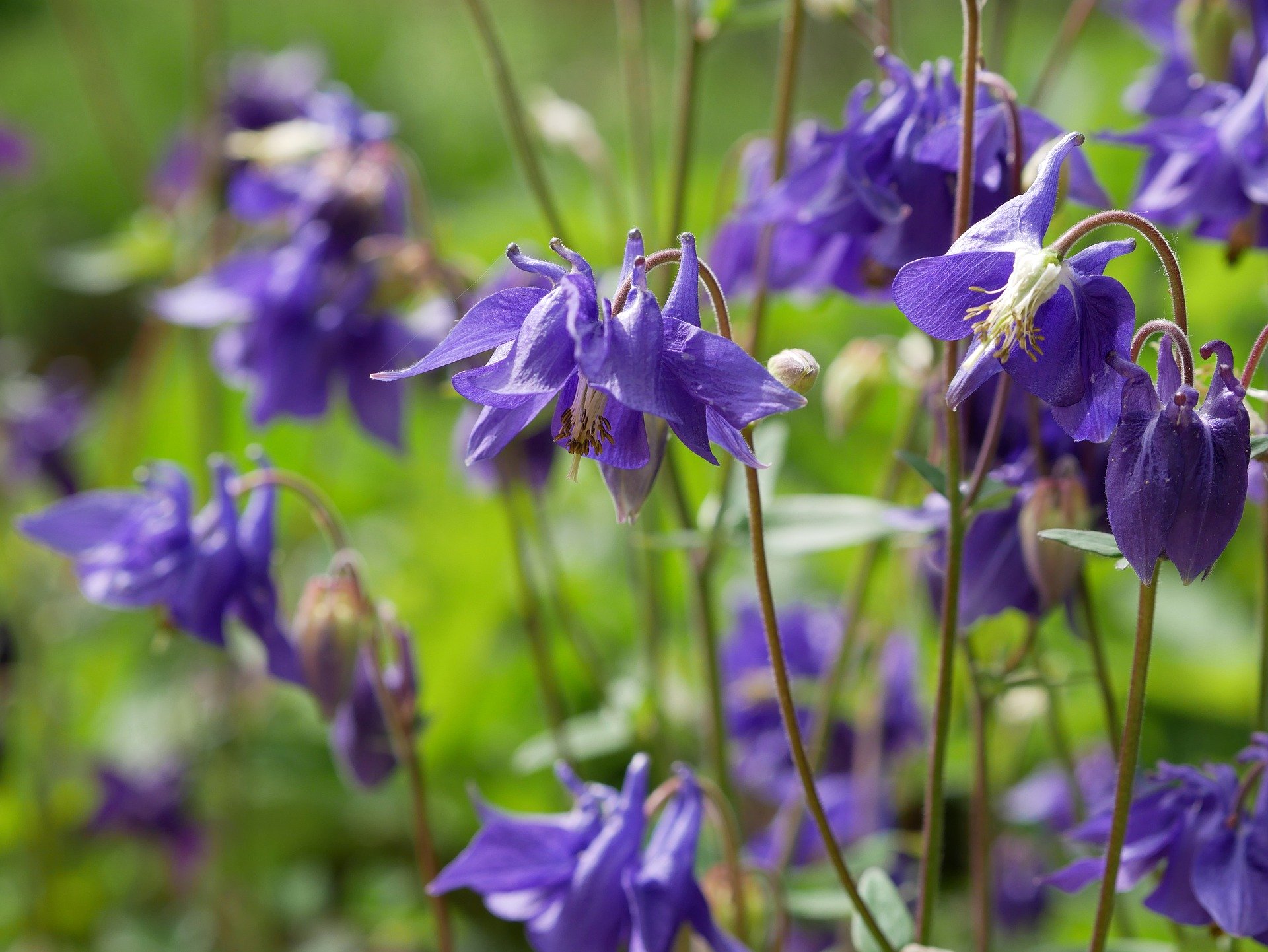 Aquilegia columbine Aquilegia columbine