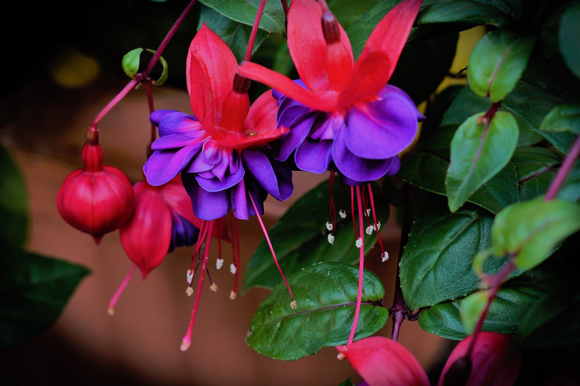 easy flowers for your garden fuschia