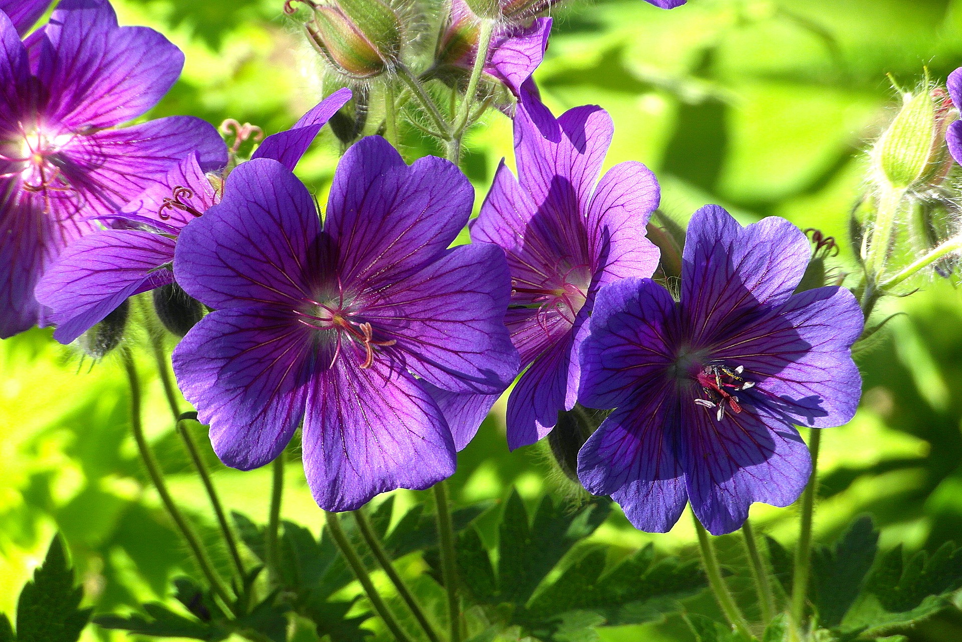 easy flowers for your garden geranium