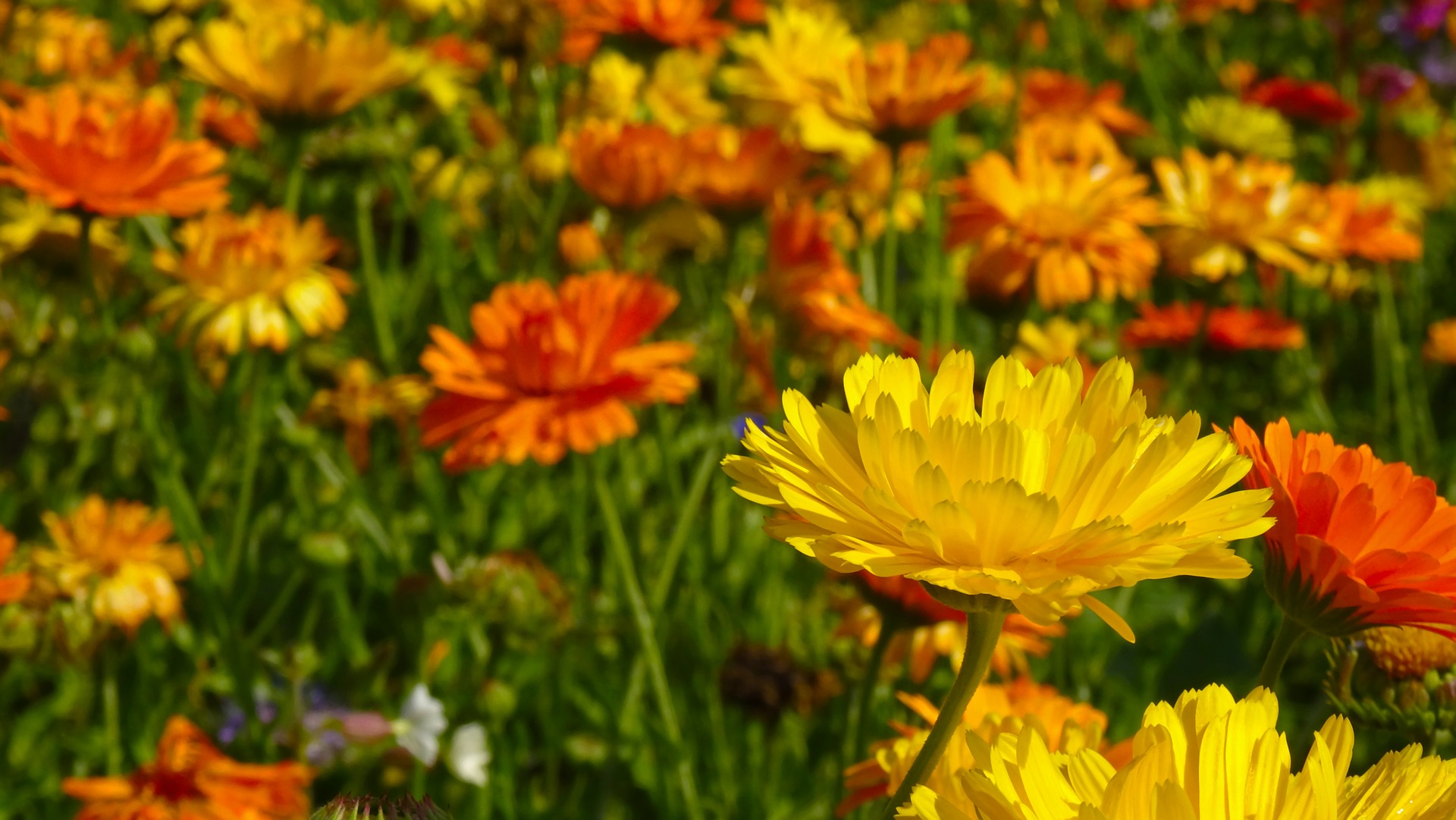 easy flowers for your garden marigold