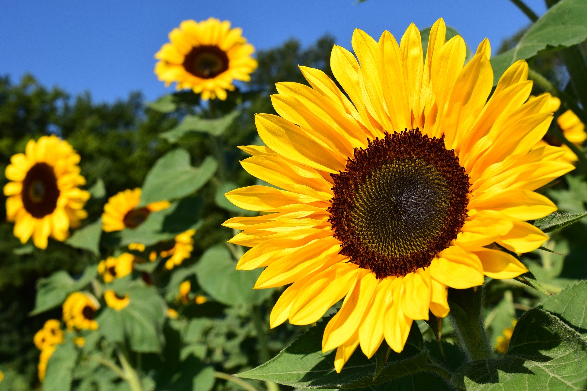 easy flowers for your garden sunflower 1627193 1920