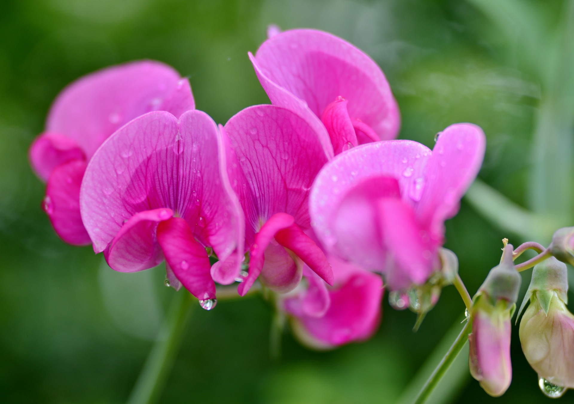 easy flowers for your garden sweet pea