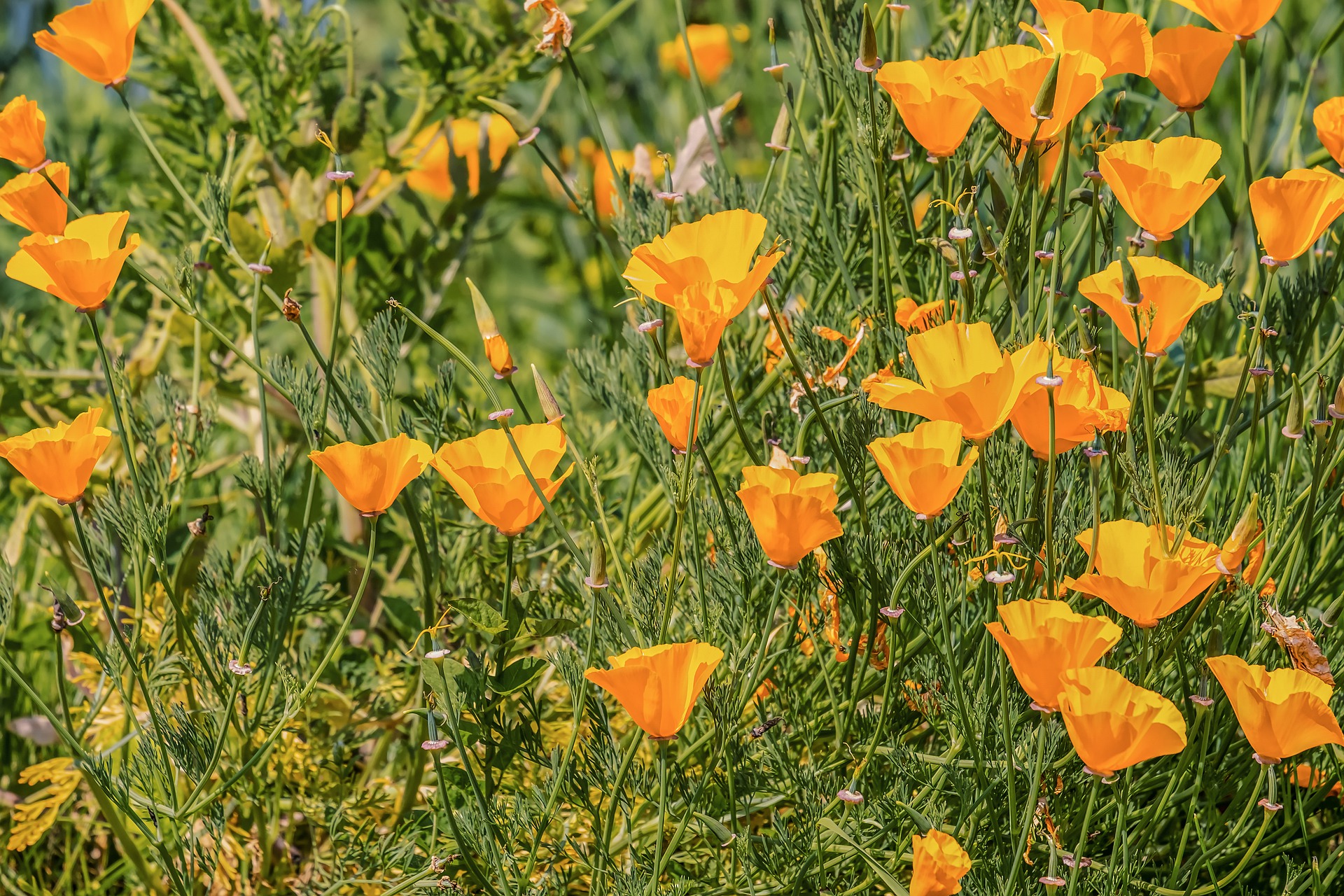 eschscholzia californica 4229930 1920 eschscholzia californica 4229930 1920