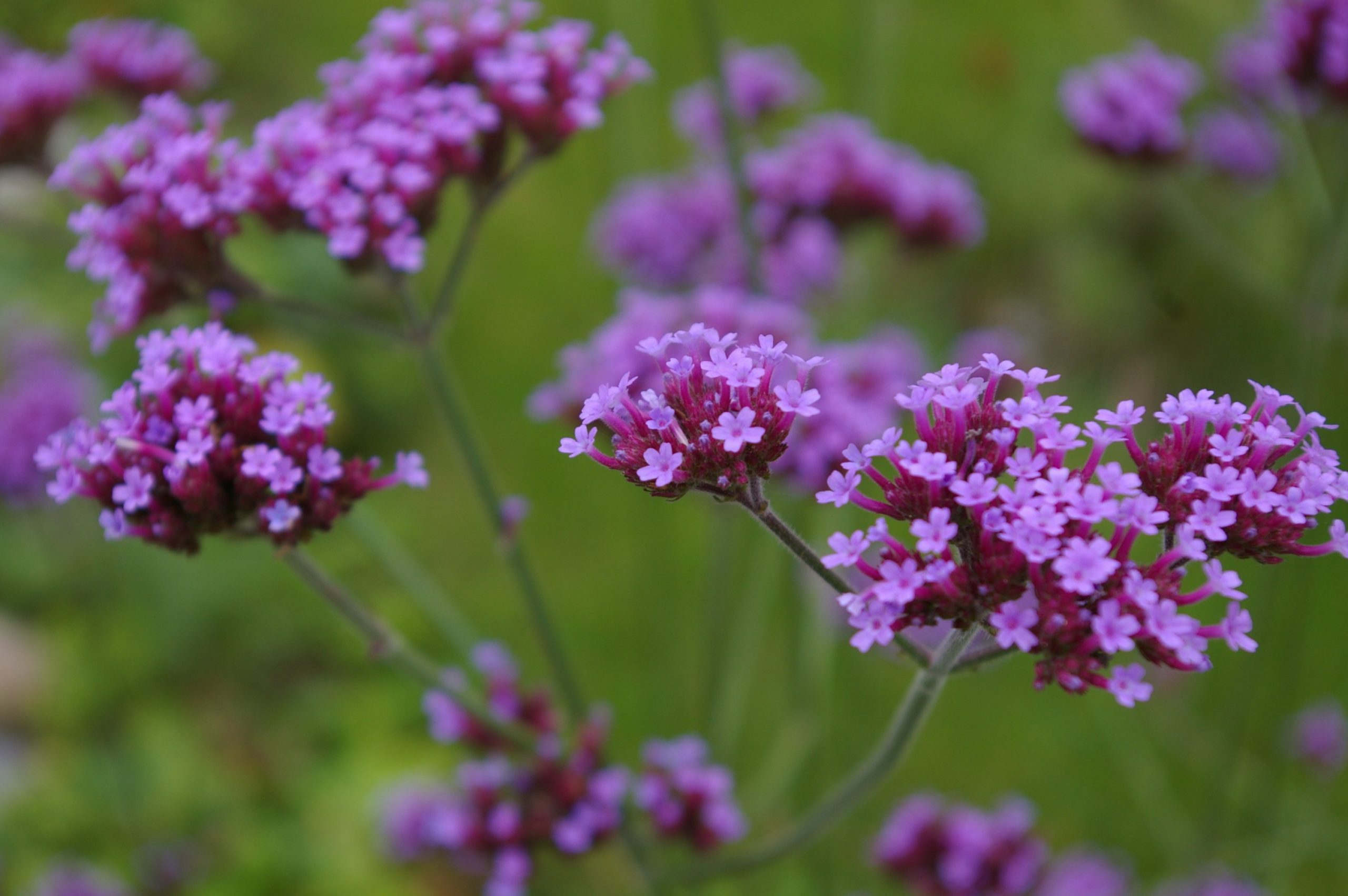 low maintenance plants verbena scaled