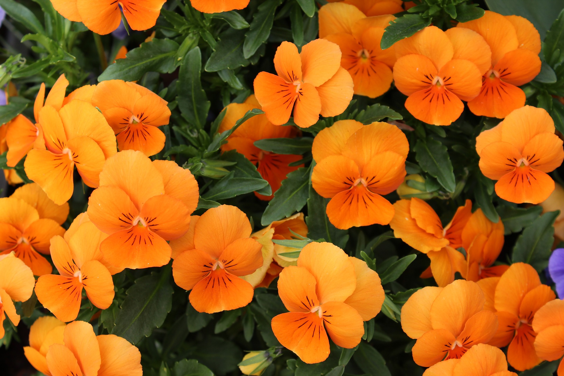 nasturtium 2510263 1920 nasturtium 2510263 1920