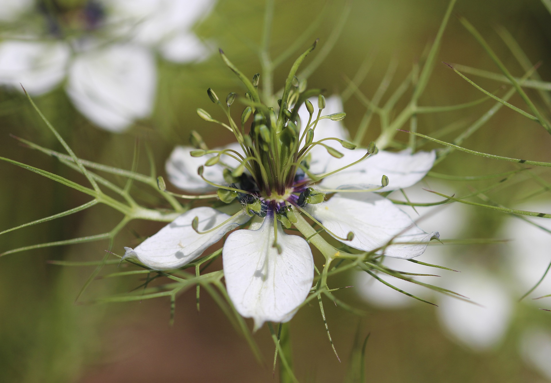 nigella damascena 5255696 1920