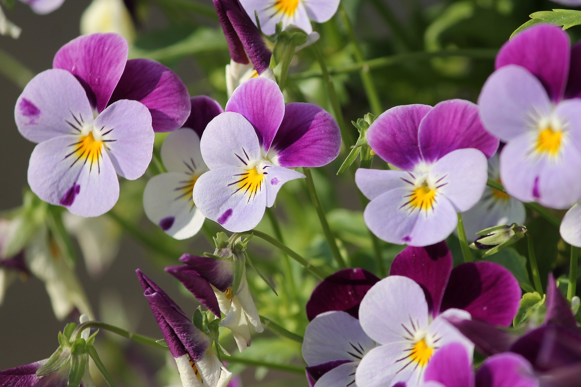 pansy 3401542 1920 pansy 3401542 1920