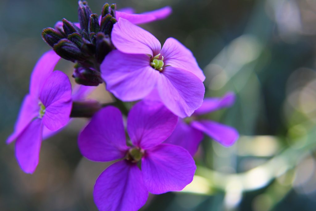plants to attract bees to your garden Erysimum