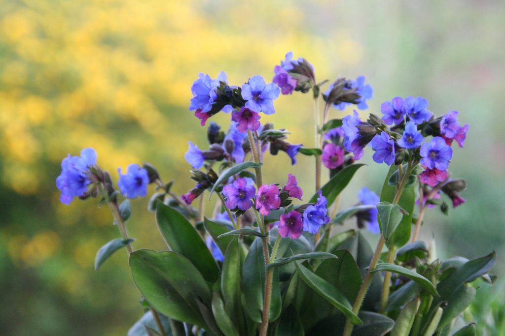 plants to attract bees to your garden Pulmonaria