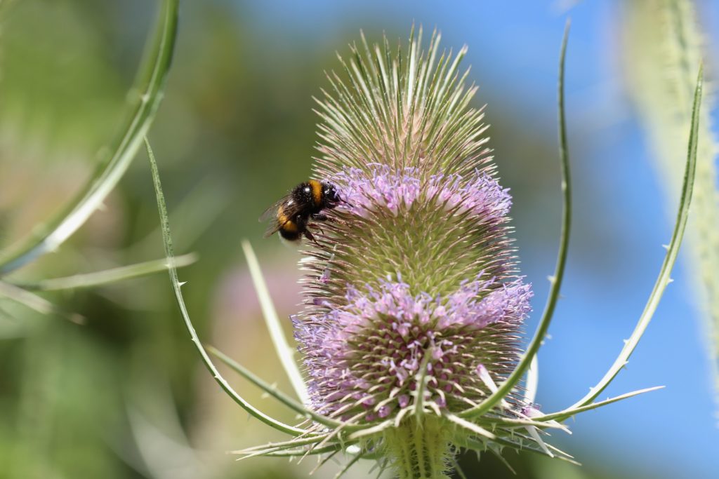 plants to attract bees to your garden Teasel