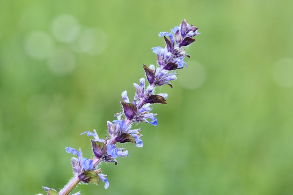 plants to attract bees to your garden ajuga reptans