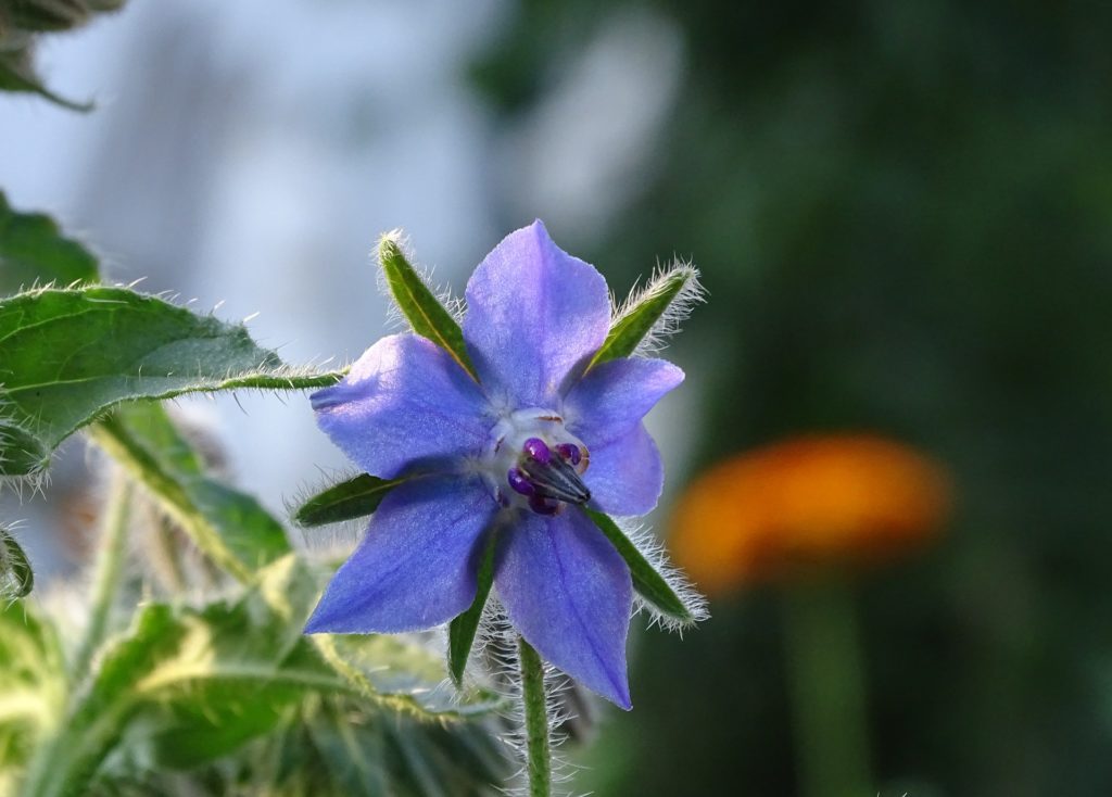 plants to attract bees to your garden borage