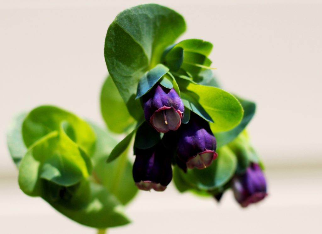 plants to attract bees to your garden cerinthe major purperascens