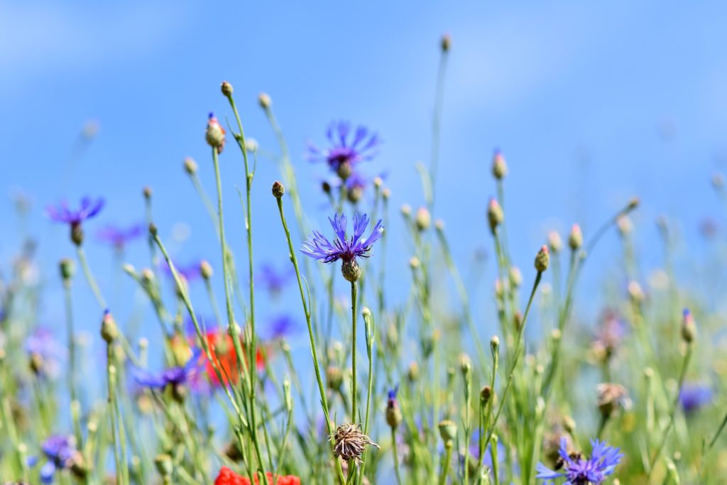 plants to attract bees to your garden cornflower