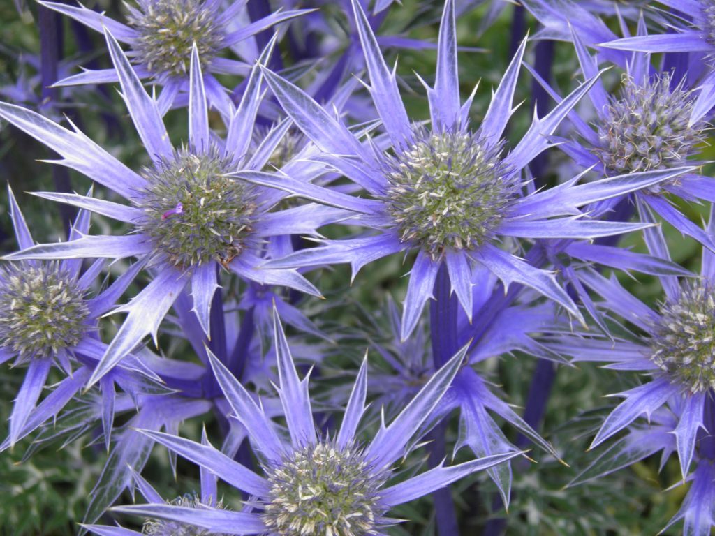 plants to attract bees to your garden eryngium plants to attract bees to your garden eryngium