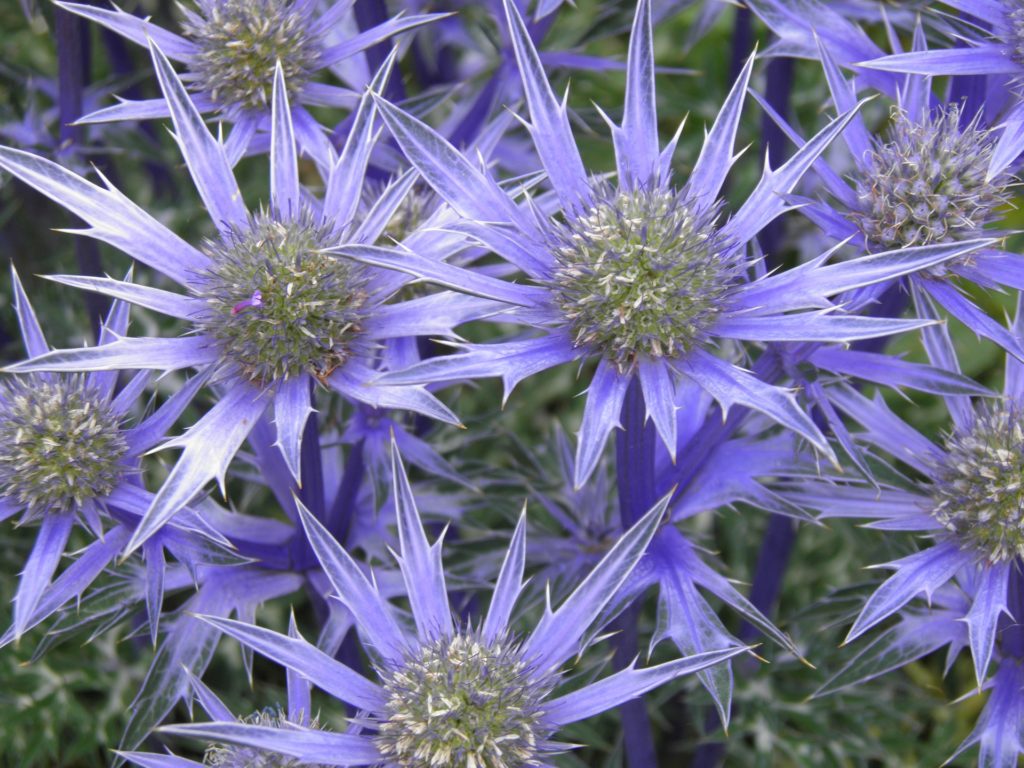 plants to attract bees to your garden eryngium