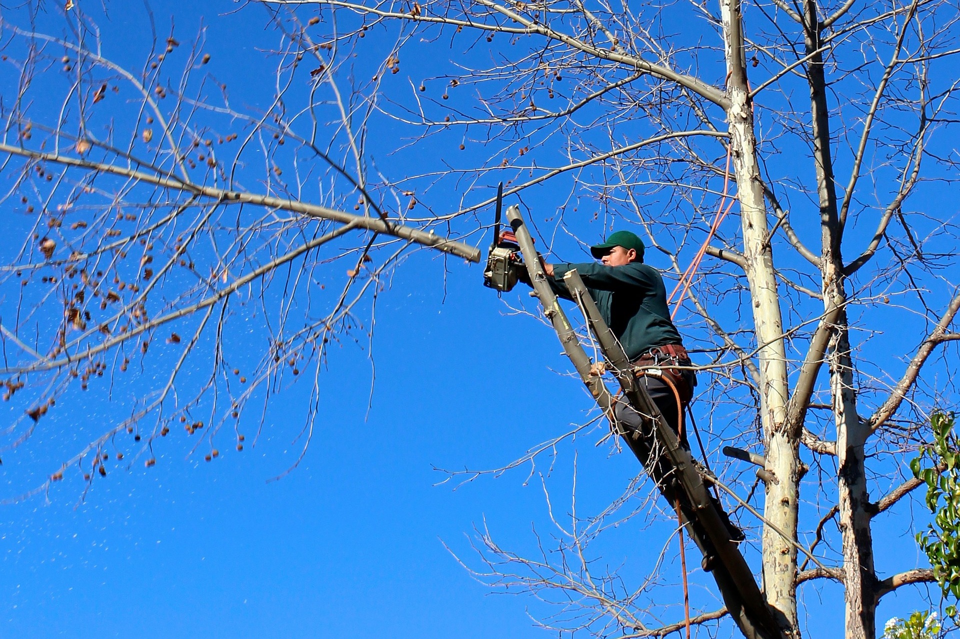 man cutting tree branch man cutting tree branch